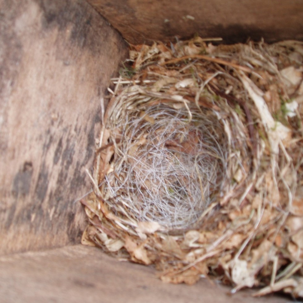 Different types of nests