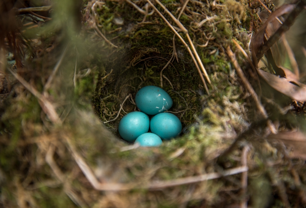 turquoise blue dunnock eggs at maggies barn in the Brecon Beacons